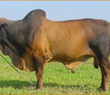 Giống bò Brahman